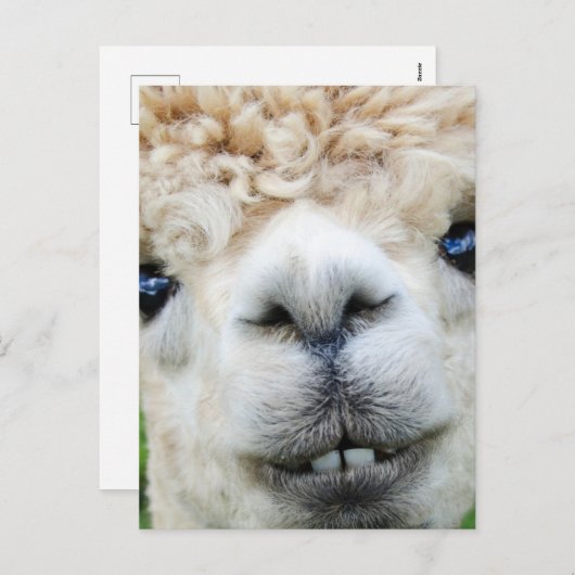 ALPACA BRIEFKAART (Voorkant / Achterkant)