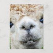 ALPACA BRIEFKAART (Voorkant)