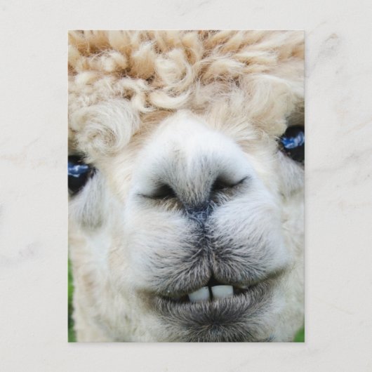ALPACA BRIEFKAART (Voorkant)