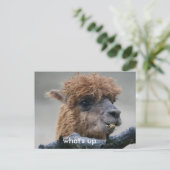 Alpaca Briefkaart (Staand voorkant)