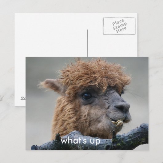 Alpaca Briefkaart (Voorkant / Achterkant)