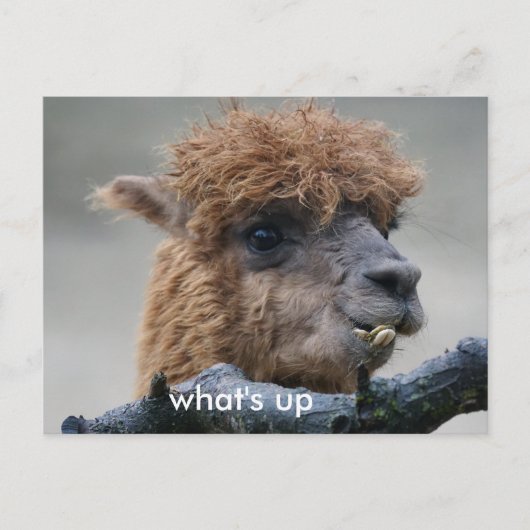 Alpaca Briefkaart (Voorkant)