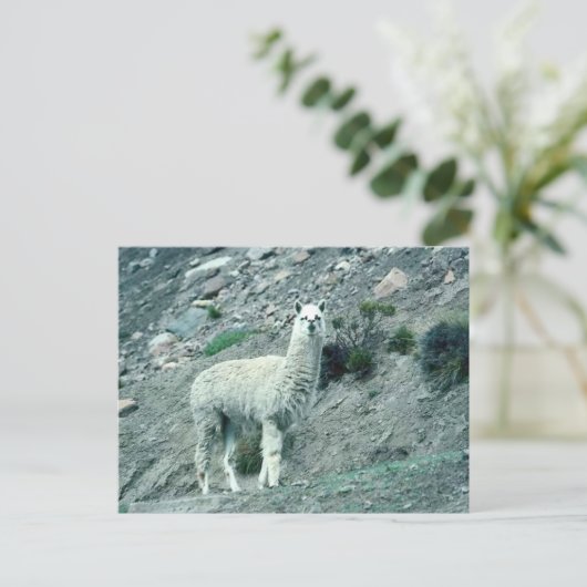 Alpaca Briefkaart (Staand voorkant)
