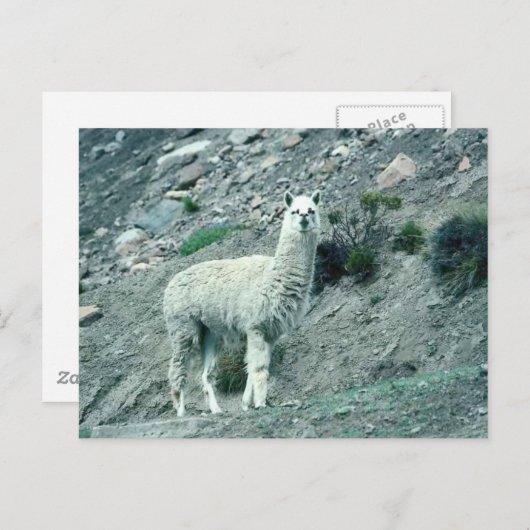 Alpaca Briefkaart (Voorkant / Achterkant)