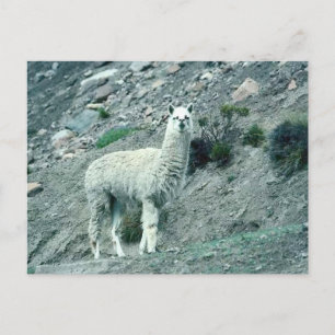 Alpaca Briefkaart