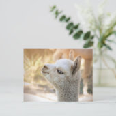 Alpaca Briefkaart Celeste (Staand voorkant)