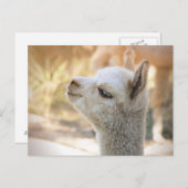 Alpaca Briefkaart Celeste (Voorkant / Achterkant)