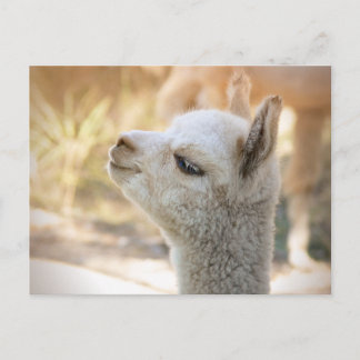 Alpaca Briefkaart Celeste