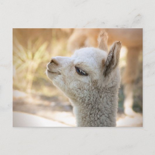 Alpaca Briefkaart Celeste (Voorkant)