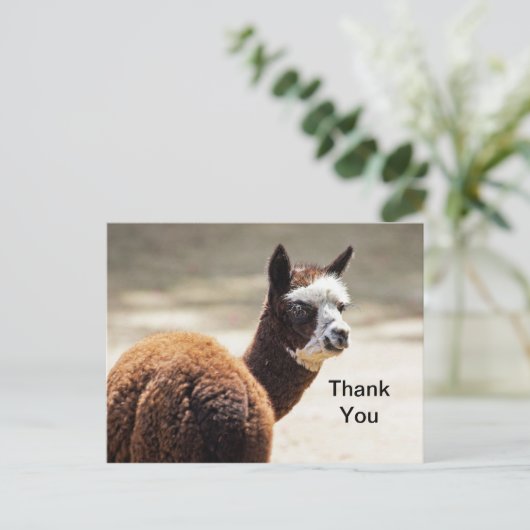 Alpaca bruin en wit foto dier dank u briefkaart (Staand voorkant)