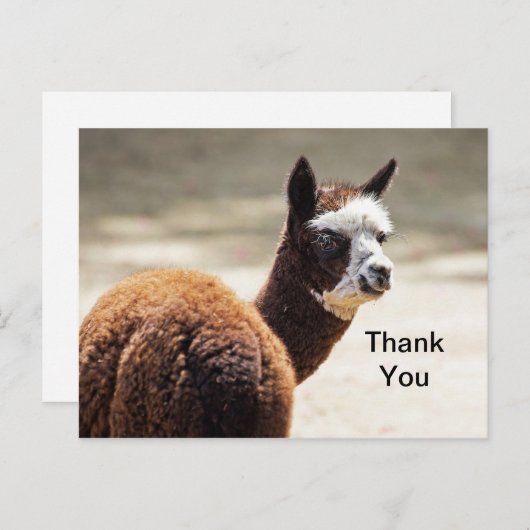 Alpaca bruin en wit foto dier dank u briefkaart (Voorkant / Achterkant)