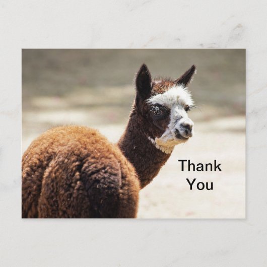 Alpaca bruin en wit foto dier dank u briefkaart (Voorkant)