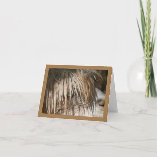 Alpaca Close-up - Kaart (Voorkant)