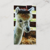 Alpaca Close-up Visitekaartje (Achterkant)