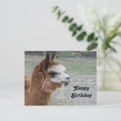 Alpaca die Hoo eet Dier Foto Verjaardag Briefkaart (Staand voorkant)