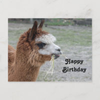 Alpaca die hooi eet Dier Foto Verjaardag