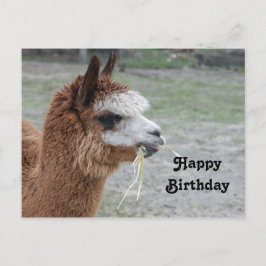 Alpaca die hooi eet Dier Foto Verjaardag Briefkaart