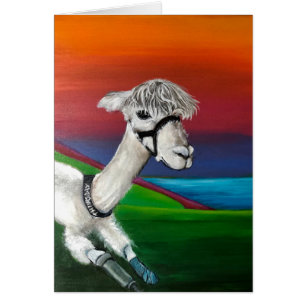 Alpaca - Donderdag krijg je een goede kaart met ee