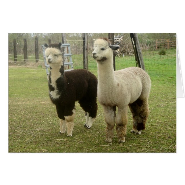 Alpaca Duo (Voorkant Horizontaal)