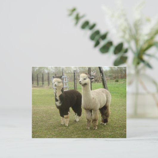 Alpaca Duo Briefkaart (Staand voorkant)