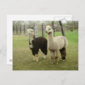 Alpaca Duo Briefkaart (Voorkant / Achterkant)