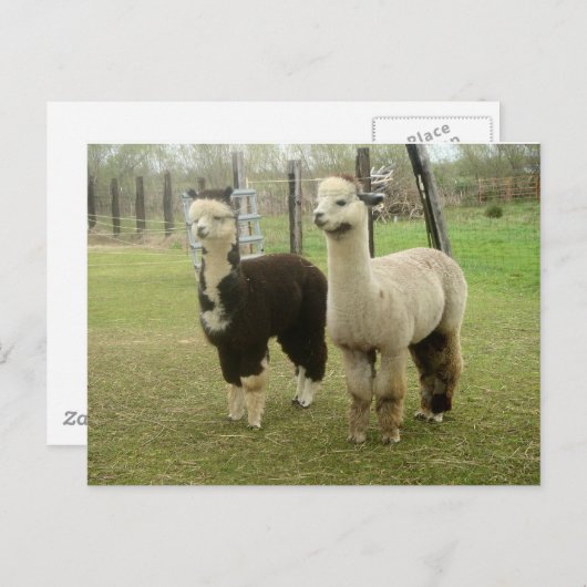 Alpaca Duo Briefkaart (Voorkant / Achterkant)