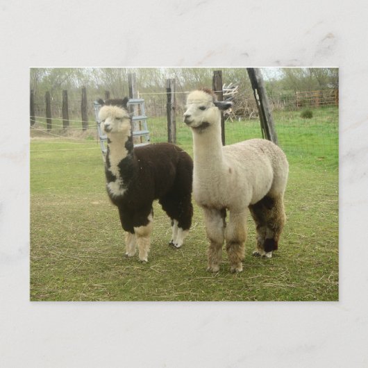 Alpaca Duo Briefkaart (Voorkant)