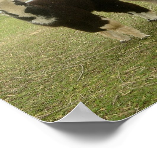 Alpaca Duo Poster (Hoek)