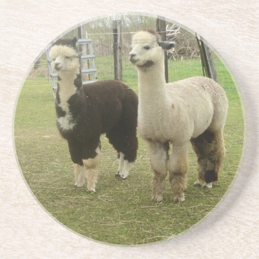 Alpaca Duo Zandsteen Onderzetter (Voorkant)