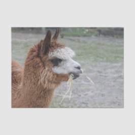 Alpaca Eating Hay Animal Foto Tissuepapier