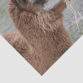 Alpaca Eating Hay Animal Foto Tissuepapier (Detail)