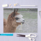 Alpaca Eating Hay Animal Foto Tissuepapier (Craft)