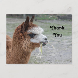 Alpaca eet hooi Dier Foto Bedankt Briefkaart