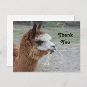 Alpaca eet hooi Dier Foto Bedankt Briefkaart (Voorkant / Achterkant)