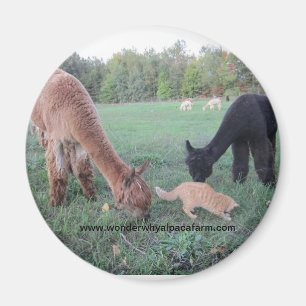 Alpaca en Katten Magneet