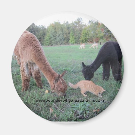 Alpaca en Katten Magneet (Voorkant)