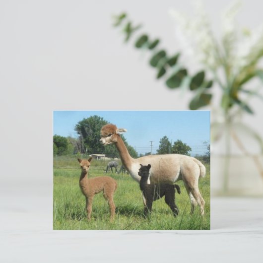 Alpaca en twee cria briefkaart (Staand voorkant)