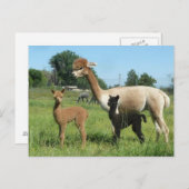 Alpaca en twee cria briefkaart (Voorkant / Achterkant)