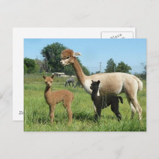 Alpaca en twee cria briefkaart (Voorkant / Achterkant)