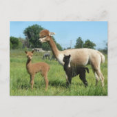 Alpaca en twee cria briefkaart (Voorkant)