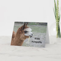 Alpaca Eten Hooi Dier Foto Sympathie