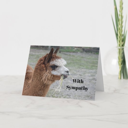 Alpaca Eten Hooi Dier Foto Sympathie Kaart (Voorkant)