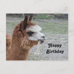 Alpaca eten hooi dierlijke foto verjaardag briefkaart