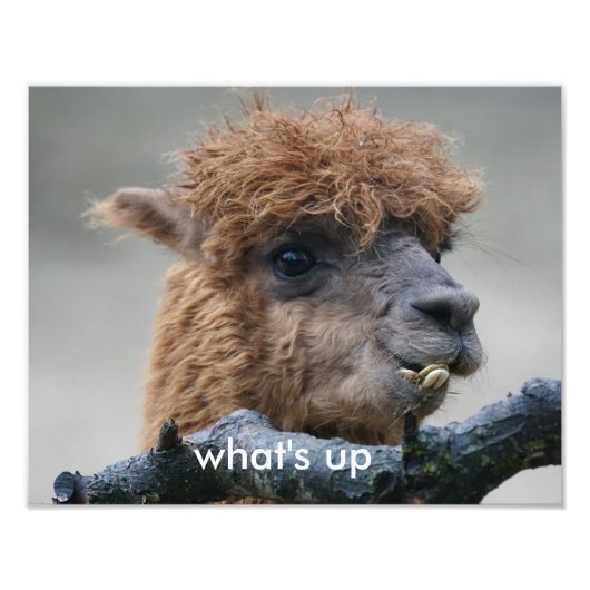 Alpaca Foto Afdruk (Voorkant)