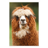 Alpaca Foto Afdruk (Voorkant)