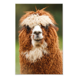 Alpaca Foto Afdruk