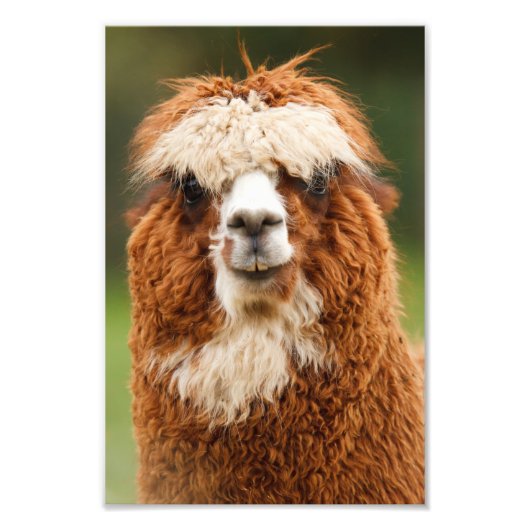 Alpaca Foto Afdruk (Voorkant)
