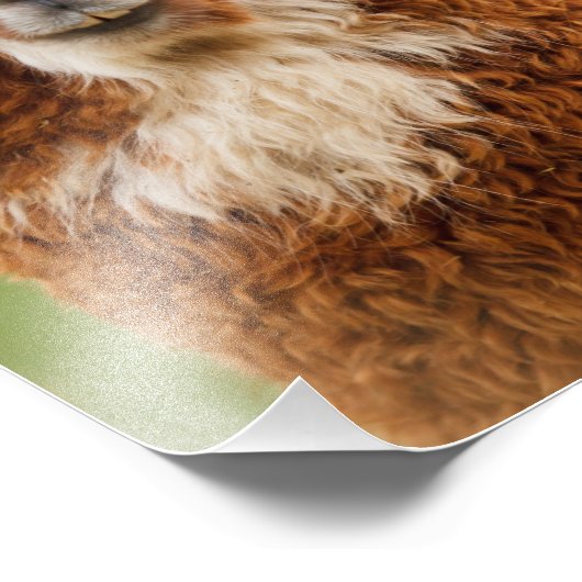 Alpaca Foto Afdruk (Hoek)