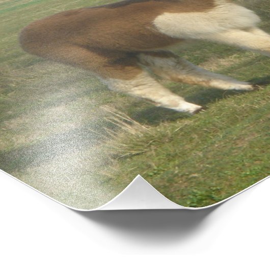 Alpaca Foto Afdruk (Hoek)