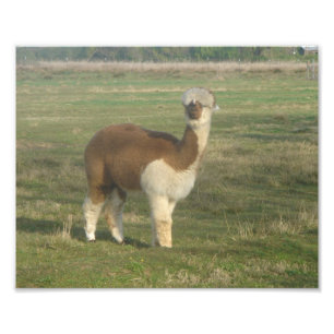 Alpaca Foto Afdruk